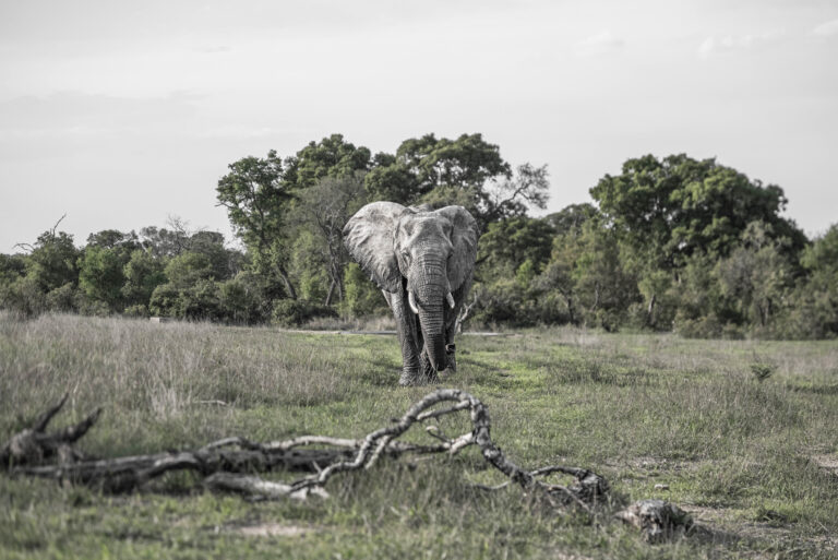 Parc Kruger, Afrique du Sud